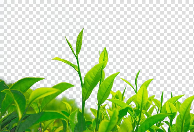 green leafed plants illustration, Green tea Chrysanthemum tea Leaf Camellia sinensis, green tea transparent background PNG clipart