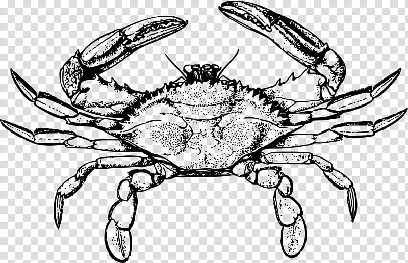 Chesapeake blue crab Line art Drawing, crab transparent background PNG clipart