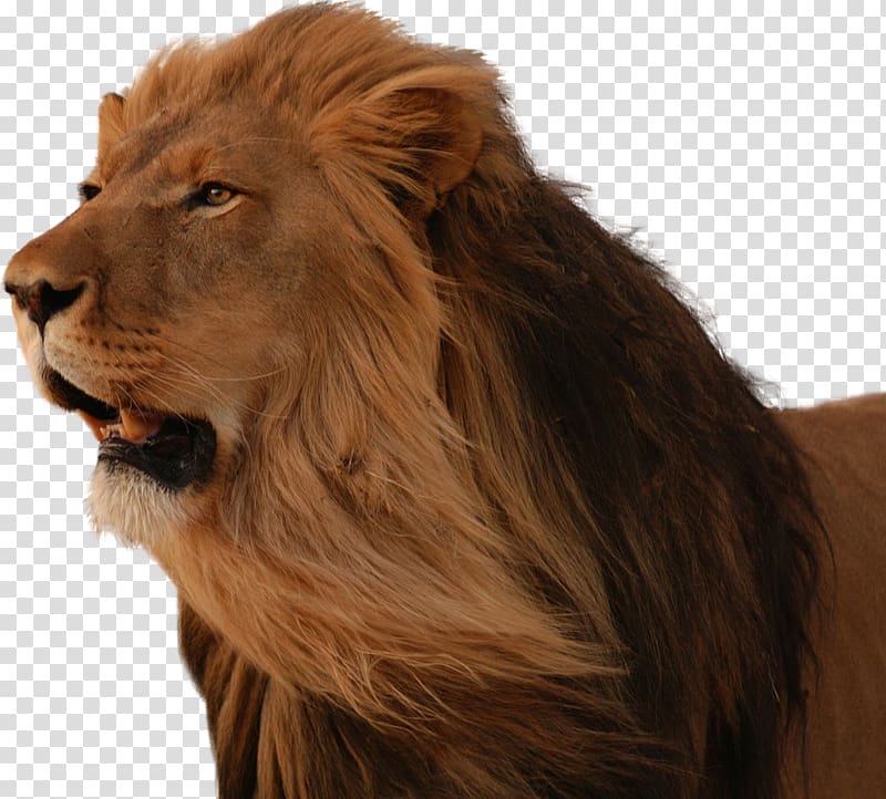 East African lion Desktop Cat, Lions Head transparent background PNG clipart