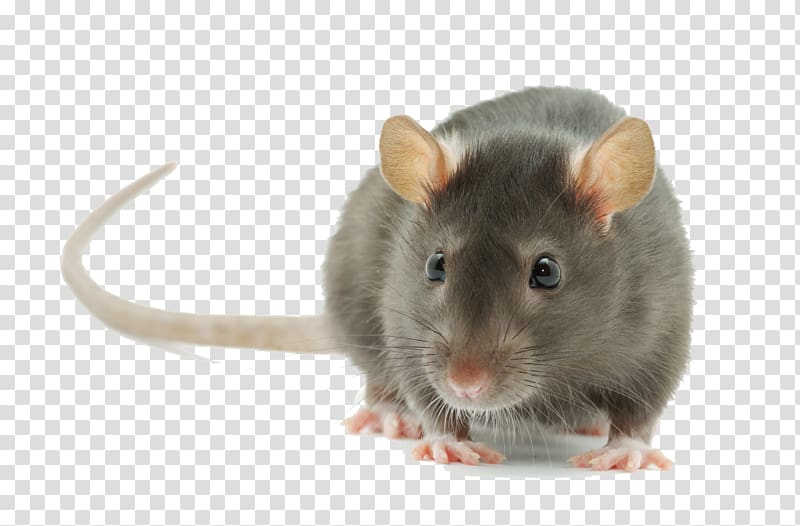 Brown rat Rodent Mouse Black rat Pest Control, mouse transparent background  PNG clipart | HiClipart