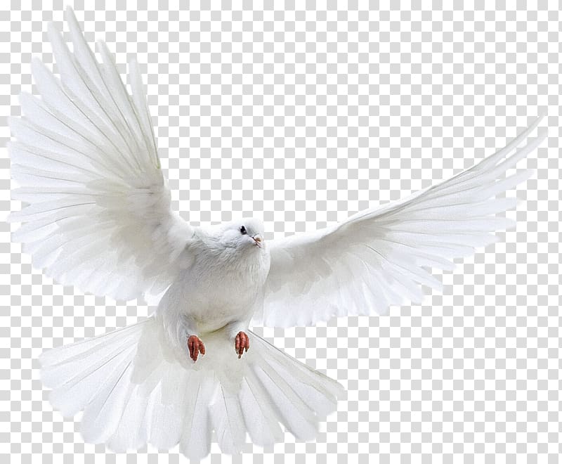 Columbidae Bird Doves as symbols , white parrot transparent background PNG clipart