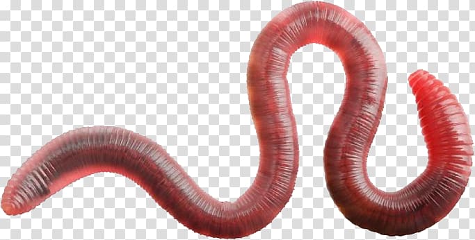 Worms transparent background PNG clipart