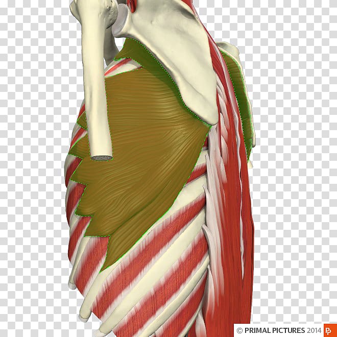 Adhesive capsulitis of shoulder Physical therapy Impingement syndrome Joint, thoracic transparent background PNG clipart