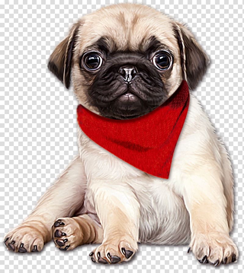 pawn pug with red handkerchief on neck, Pug English Mastiff Puppy, Cartoon hand painted red scarf dog transparent background PNG clipart