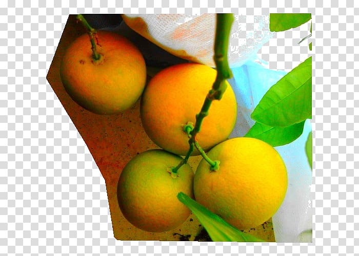 Lemon Still life Food Lime, lemon transparent background PNG clipart