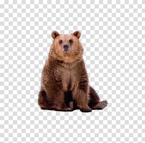 sitting on a big bear transparent background PNG clipart