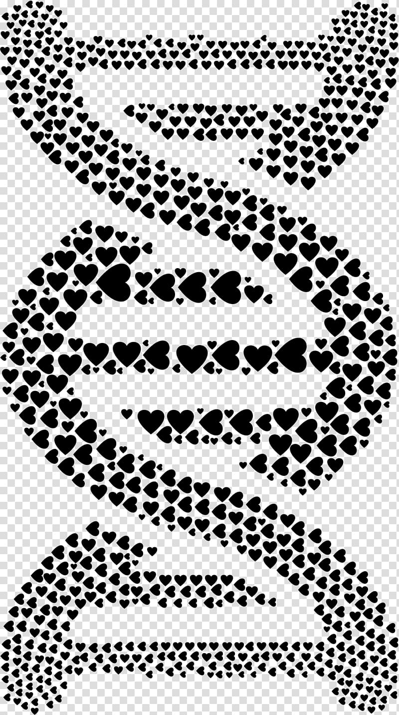DNA Nucleic acid double helix , cellular lattice transparent background PNG clipart