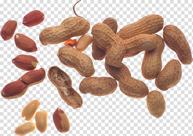 Peanut transparent background PNG clipart