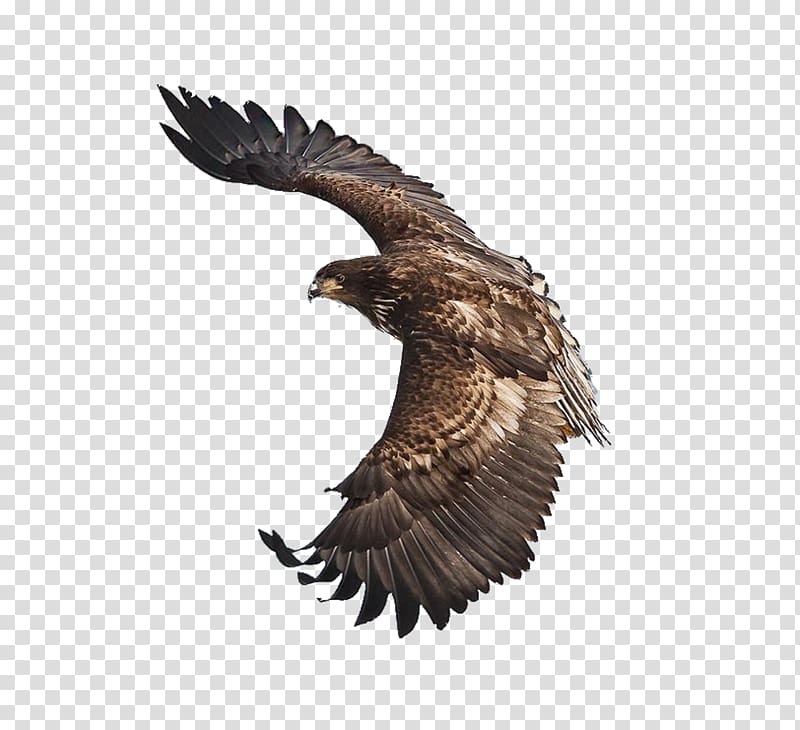 Bald Eagle Bird Stellers sea eagle Art, Eagles Fly decorated transparent background PNG clipart
