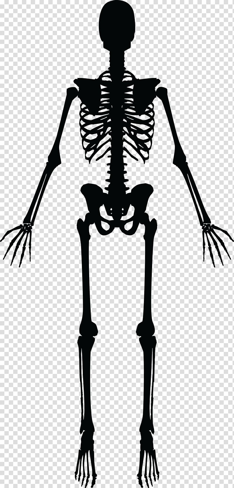 Human skeleton Silhouette , Skeleton transparent background PNG clipart