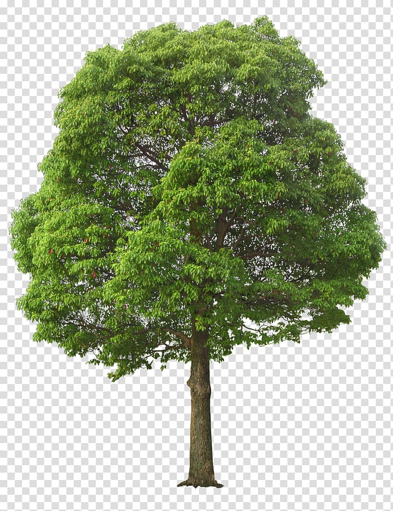 lush tree transparent background PNG clipart