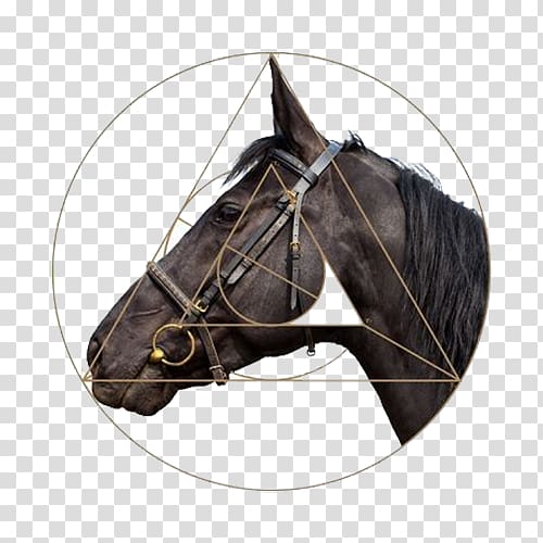 Horse harness Stallion Halter, Round horse head transparent background PNG clipart