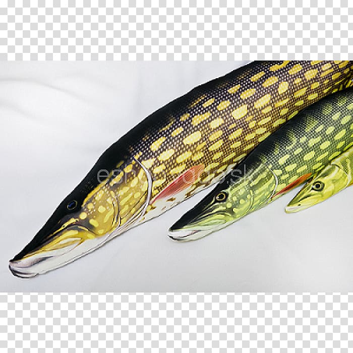 Northern pike Fishing Baits & Lures Common carp, Fishing transparent background PNG clipart