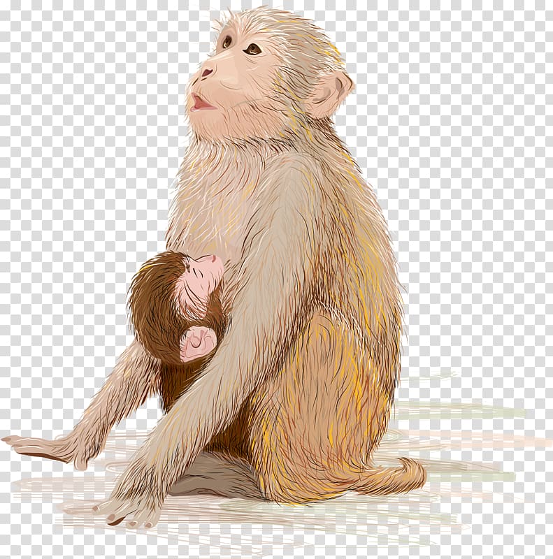 beige primate art, Infant Monkey Breastfeeding Illustration, Animals Monkeys transparent background PNG clipart