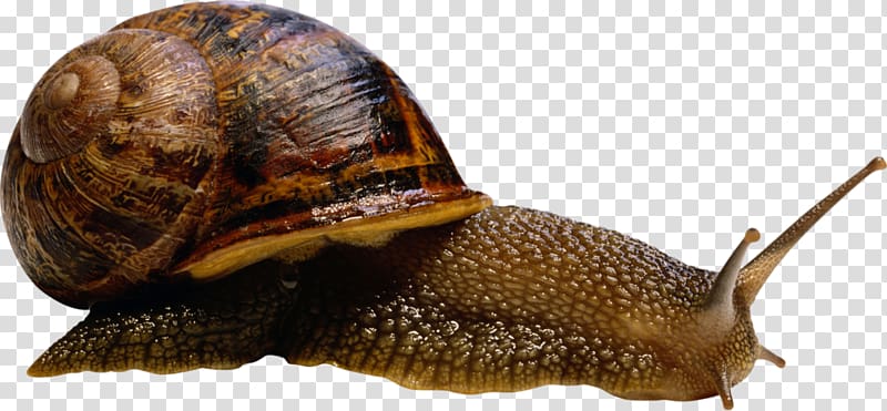 Snail Gastropods Archachatina marginata, Snail transparent background PNG clipart