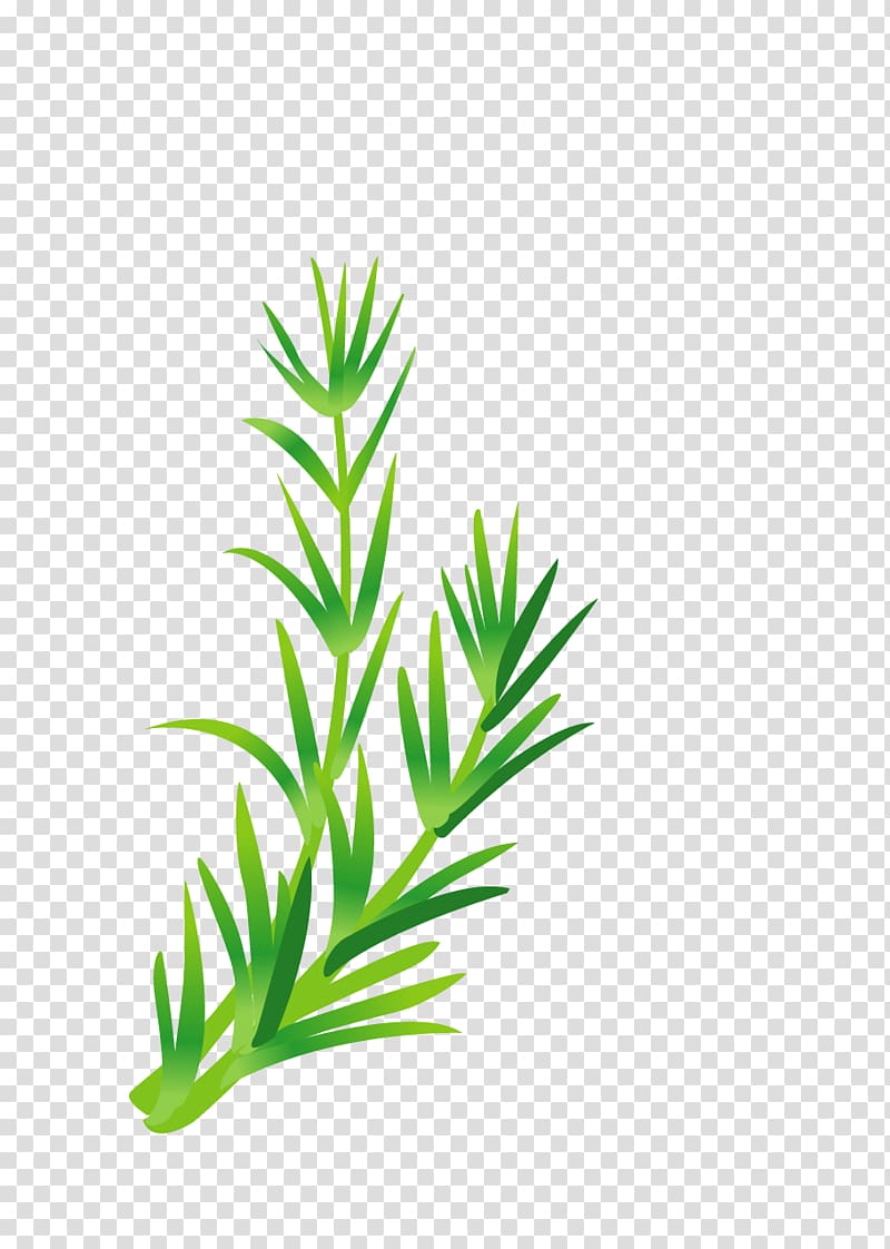 Leaf vegetable Herb Illustration, Green leaves transparent background PNG clipart