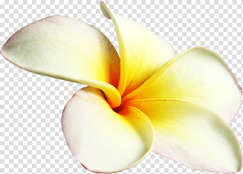 Frangipani Flower Petal, frangipani transparent background PNG clipart