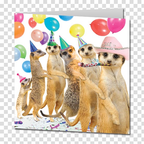 Meerkat Wedding invitation Greeting & Note Cards Birthday cake, birthday cake greeting card transparent background PNG clipart