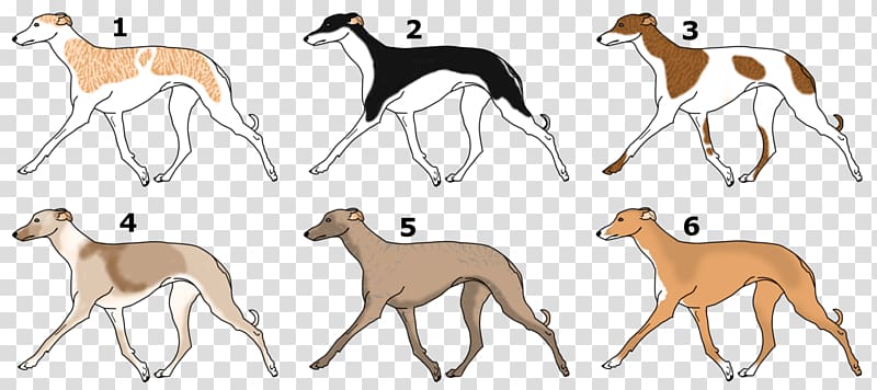 Spanish greyhound Italian Greyhound Sloughi Whippet, greyhound transparent background PNG clipart