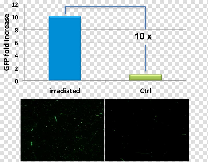 International Genetically Engineered Machine Green fluorescent protein Ultraviolet E. coli Bacteria, others transparent background PNG clipart