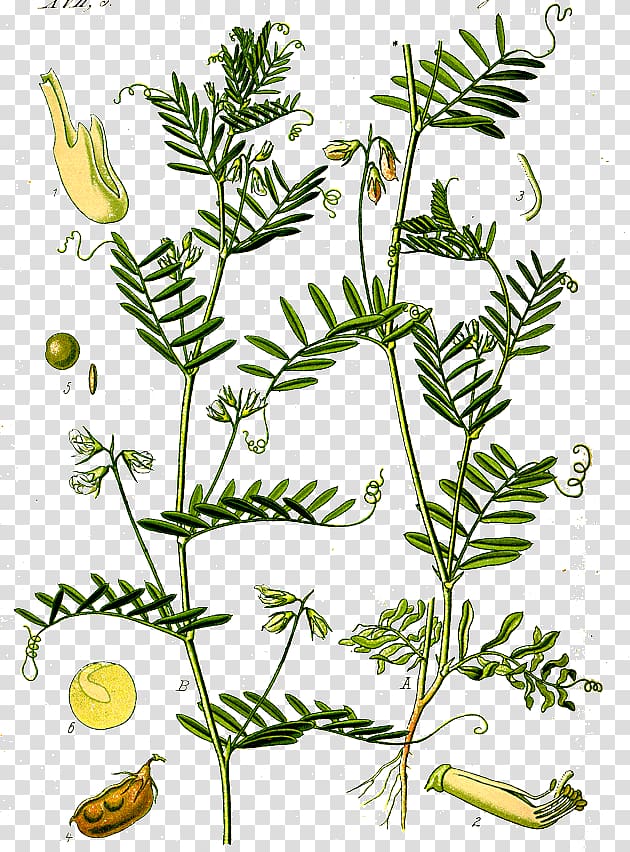Lentil Dal Legume Plant Botany, plant transparent background PNG clipart