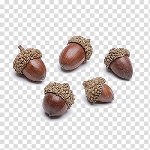 Acorn Autumn Oak Thanksgiving Day Nut, acorn transparent background PNG clipart