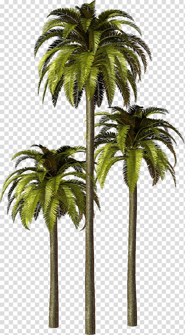 Arecaceae Asian palmyra palm Babassu, others transparent background PNG clipart