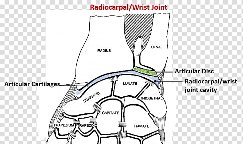 Thumb Joint Wrist Radius Upper limb, axillary anatomy transparent background PNG clipart