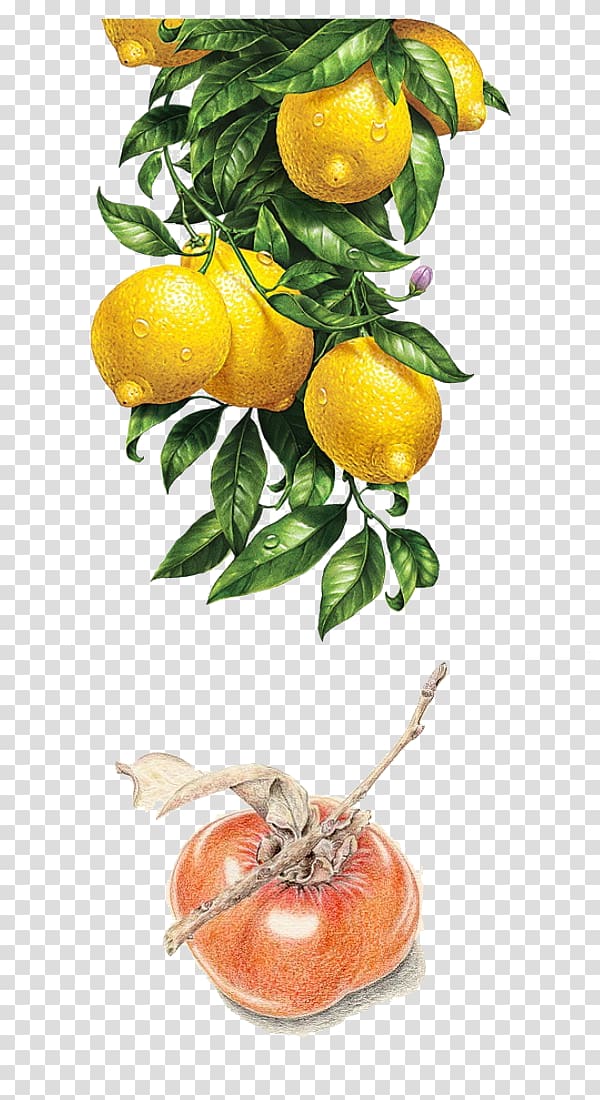 yellow citrus fruits, Lemon Watercolor painting Illustration, Lemon persimmon transparent background PNG clipart