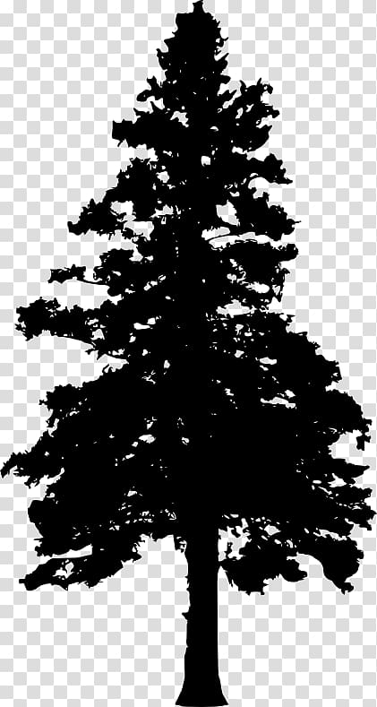 Pine Tree Evergreen , tree transparent background PNG clipart