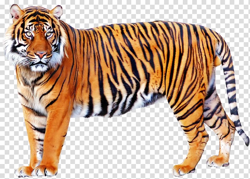 Bengal tiger illustration ], Tiger Lion, Tiger transparent background PNG clipart