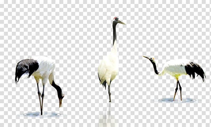 Crane Bird, Crane transparent background PNG clipart