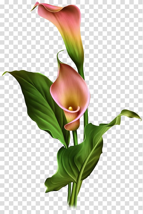 hand-painted calla lily flowers transparent background PNG clipart