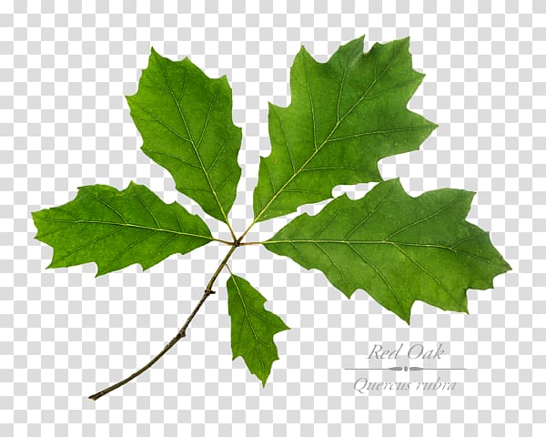 Maple leaf Grape leaves Twig Plane trees, oak transparent background PNG clipart