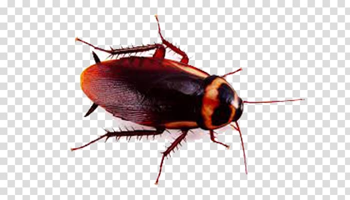 German cockroach Insect American cockroach Pest Control, cockroach transparent background PNG clipart