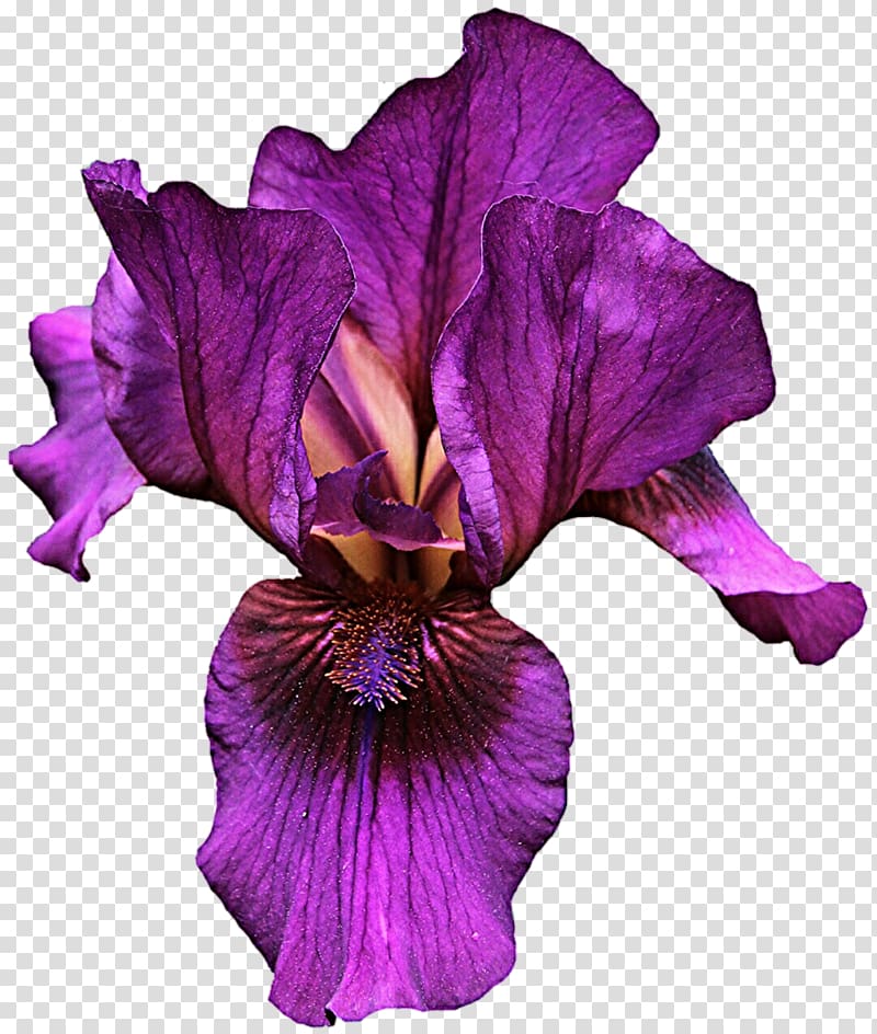 Iris versicolor Violet Flower Light, purple flower transparent background PNG clipart