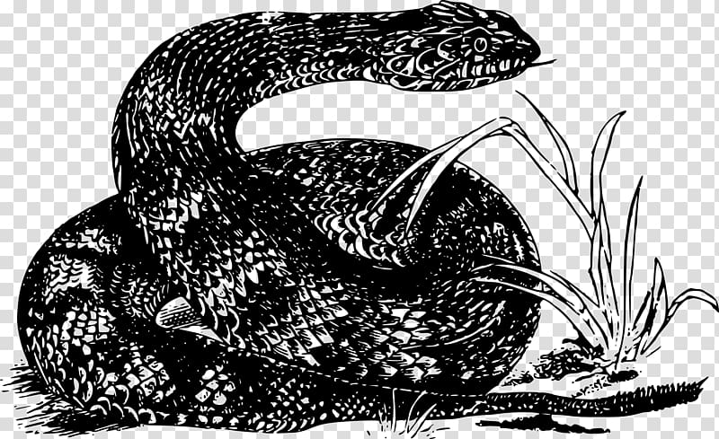 Rattlesnake Kingsnakes Boa constrictor Vipers, snake transparent background PNG clipart