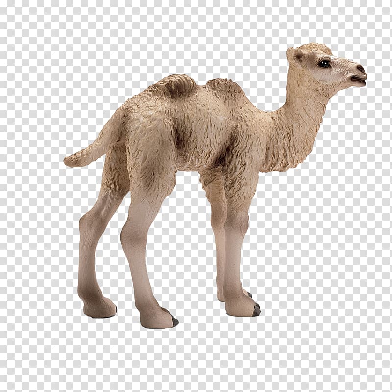 Bactrian camel Dromedary Foal Horse Schleich, horse transparent background PNG clipart
