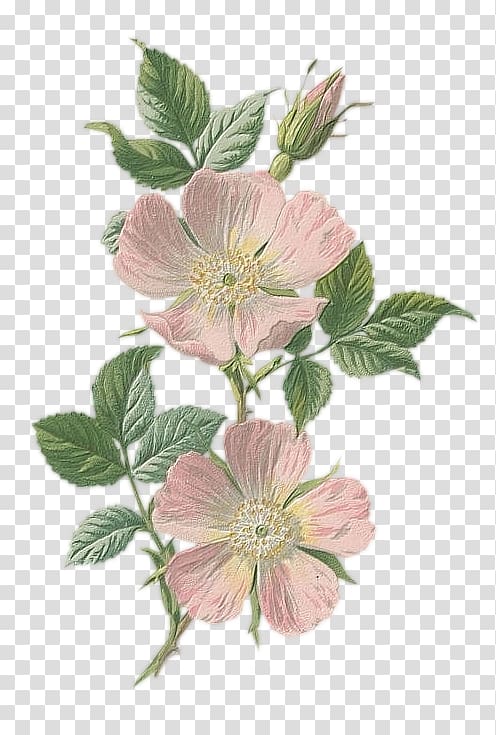 Familiar Wild Flowers Botany Botanical illustration Drawing, flower transparent background PNG clipart
