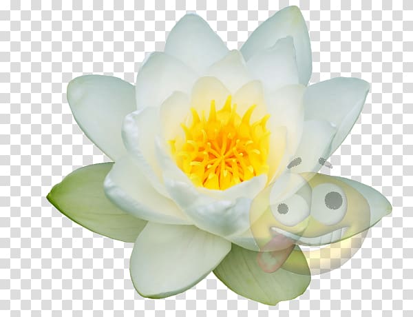 Lotus-m, Nymphaea Alba transparent background PNG clipart