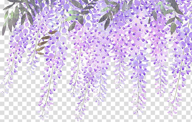 painted lavender wisteria flowers transparent background PNG clipart