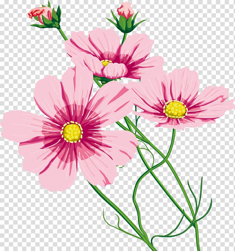 Garden Cosmos Cut flowers 命のいしずえ Chrysanthemum Marguerite daisy, chrysanthemum transparent background PNG clipart