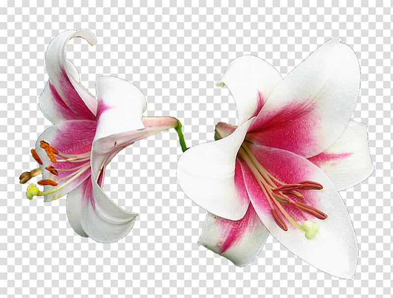 Flower Lilium , lilly transparent background PNG clipart