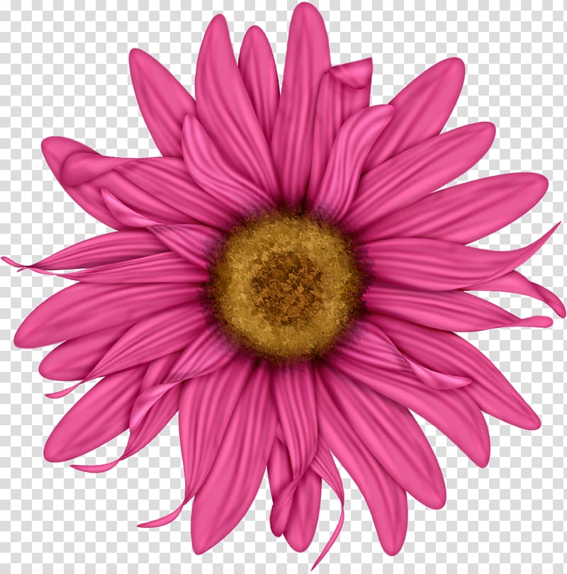 Flower Common daisy Floral design Red , Mothers Day transparent background PNG clipart
