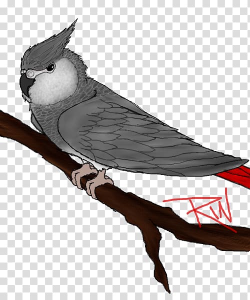 Parrot Beak Fauna Feather, African Grey transparent background PNG clipart