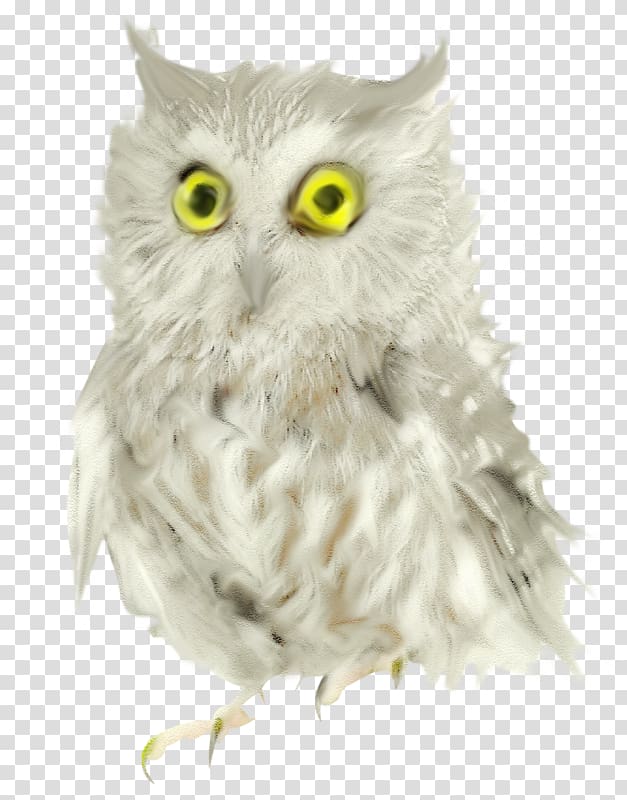 Owl Bird ForgetMeNot, Cute kitten transparent background PNG clipart