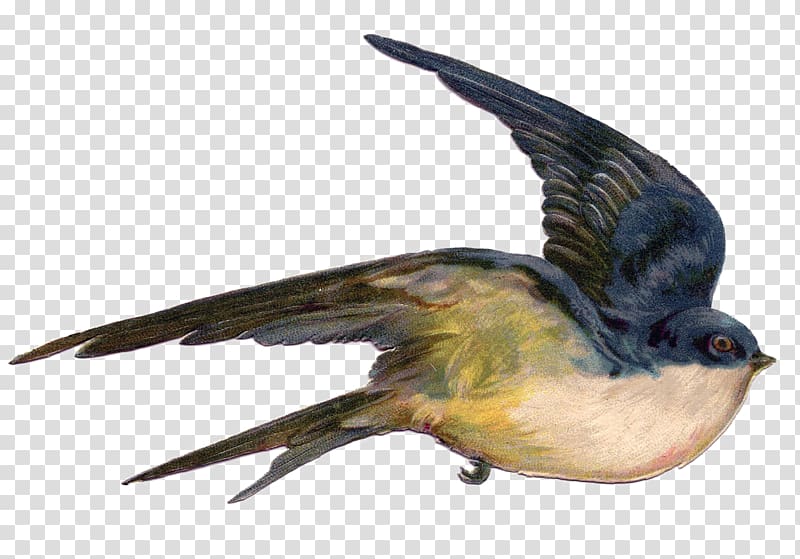 Bird Swallow Flight Sparrow Illustration, bird transparent background PNG clipart