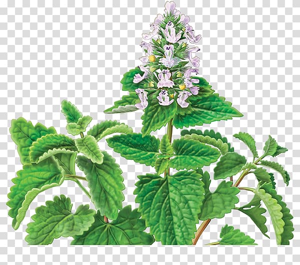 Catnip Mentha requienii Herbal tea Herbal tea, herbal plants transparent background PNG clipart