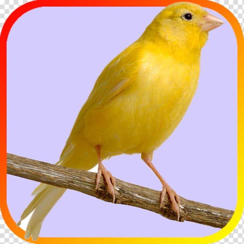 Domestic canary United States Bird Finch Pet, bird cage transparent background PNG clipart