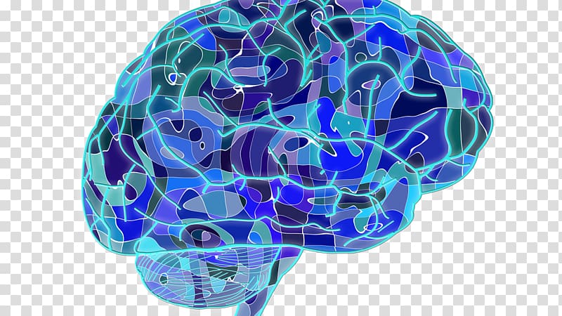 Cognition Human brain Cognitive neuroscience Research, Brain transparent background PNG clipart